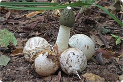 Phallus Impudicus